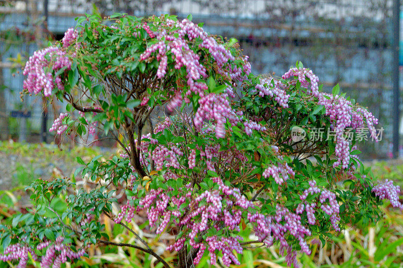 Pieris japonica /日本仙女座菌株